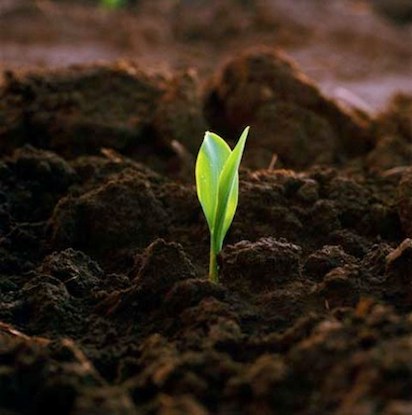 земля для растений