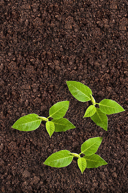 растительная почвенная смесь