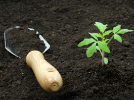 Удобрение почвы