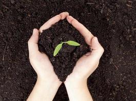 Земля для озеленения участка