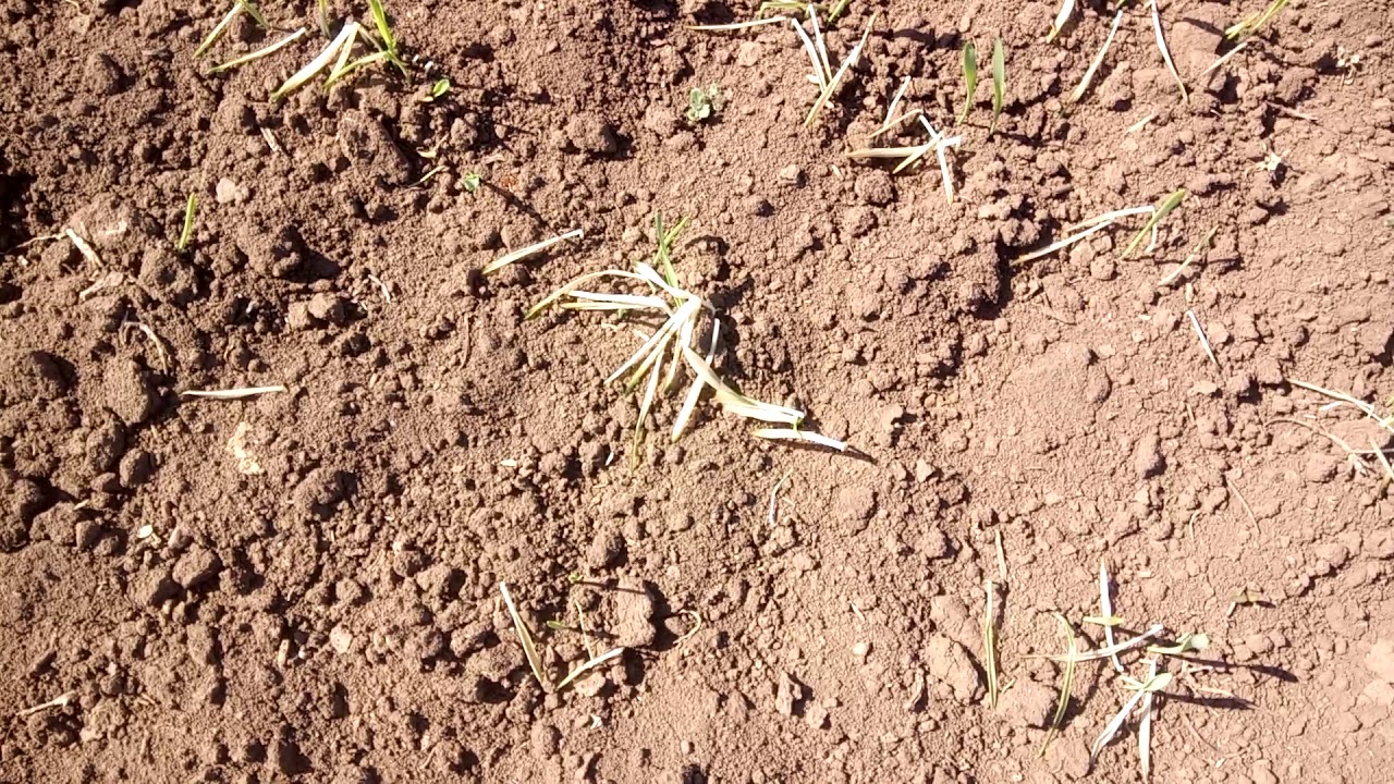 Как на песчаной земле вырастить хороший урожай