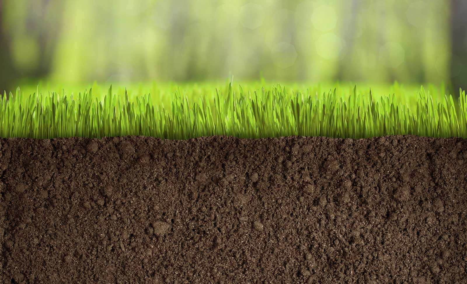 выбираем грунт для газона