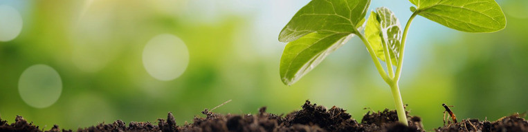 Торфогрунт